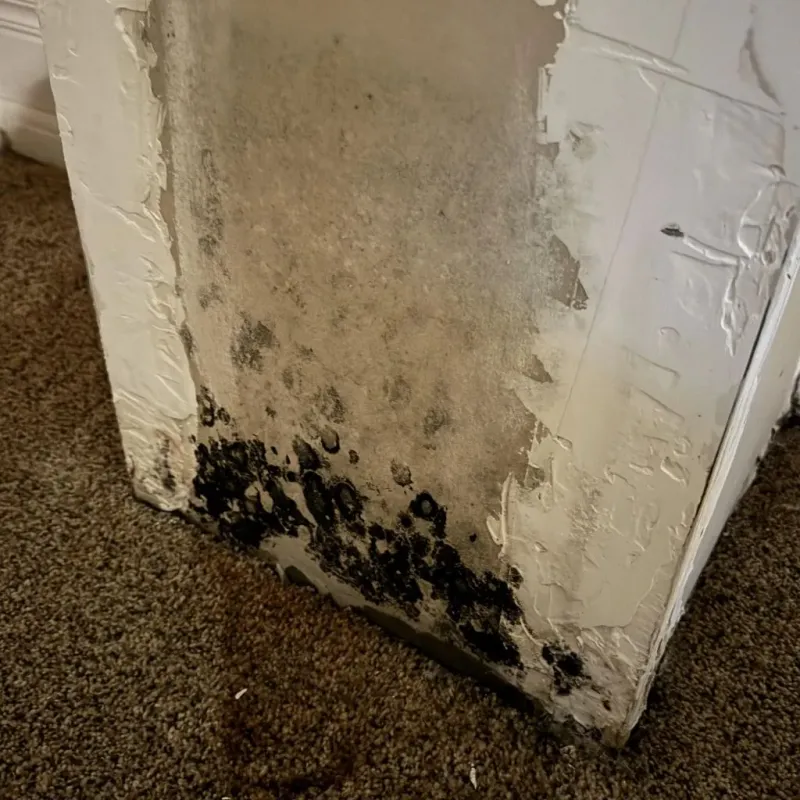Professional Mold Removal in Concord, MA